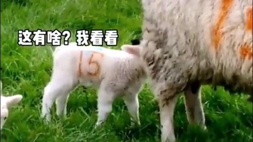 小羊没烦恼798吃瓜视频,揭秘网红美食背后的故事