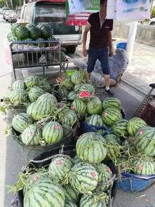 揭阳普宁吃瓜事件视频最新,真相与误解交织