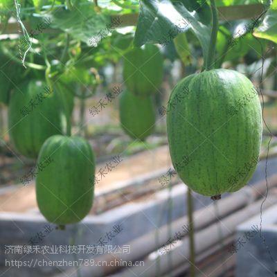 丝瓜叫嫩瓜吗怎么吃的视频,家常烹饪技巧大公开