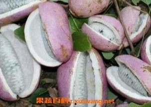 老八吃八月瓜视频大全集,视频大全集精彩回顾