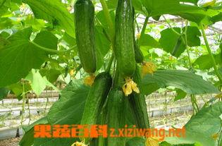 乳瓜芽怎么吃效果好呢视频,营养吸收最佳方法揭秘