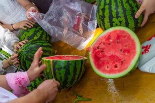 吃花吃瓜视频,探寻美食与自然的和谐交响