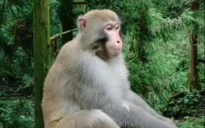 美猴王跑路吃瓜视频播放,视频播放量爆表！