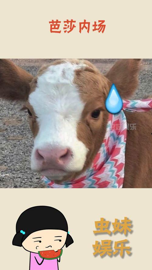 抖音吃瓜视频搞笑,搞笑视频笑料百出，瓜农们笑不活了！