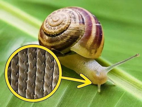 带你吃瓜野生蜗牛视频,带你吃瓜体验独特风味