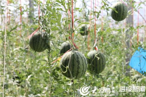 日韩吃中国富硒瓜视频,探寻中国富硒瓜的独特魅力