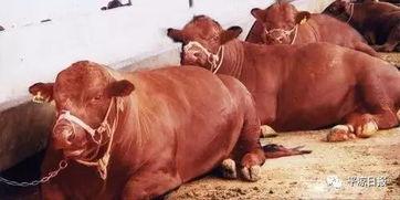 红牛吃瓜扮猪视频,一场爆笑的视觉盛宴