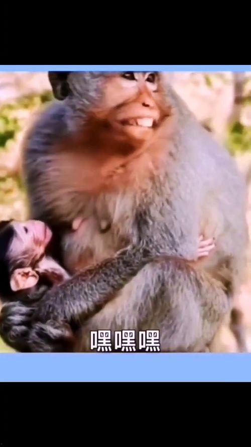 双象吃瓜搞笑视频合集,搞笑视频合集笑料十足