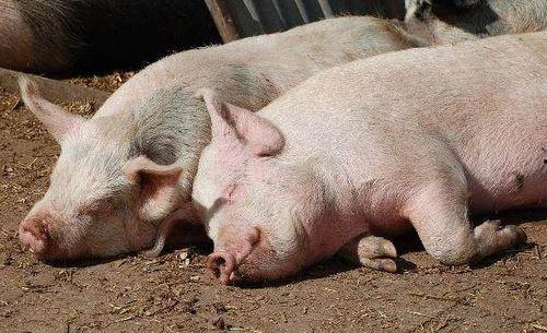 喂猪吃瓜视频大全下载免费