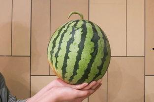 月光18度吃瓜视频大全,揭秘吃瓜视频大全背后的趣味与真相