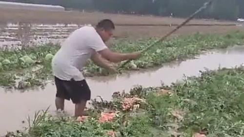 吃瓜怎么会拉肚子呢视频