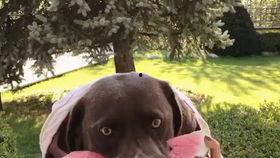 仙人吃瓜的视频,揭秘仙人吃瓜的神秘瞬间