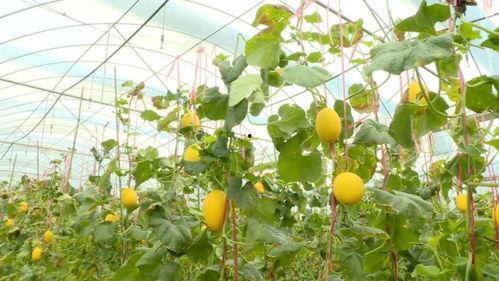 金香吃瓜最新消息视频在线观看,揭秘幕后真相，精彩瞬间不容错过！