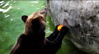 动物围观吃瓜视频在线观看