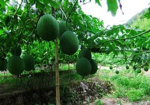 小吊瓜可以切开吃吗视频,轻松解锁美味新体验