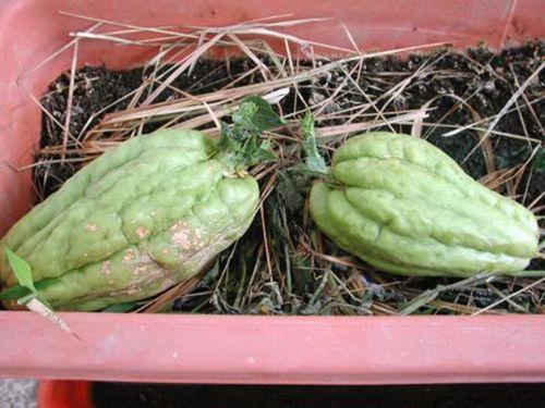 合掌瓜可以喂鸡吃吗视频